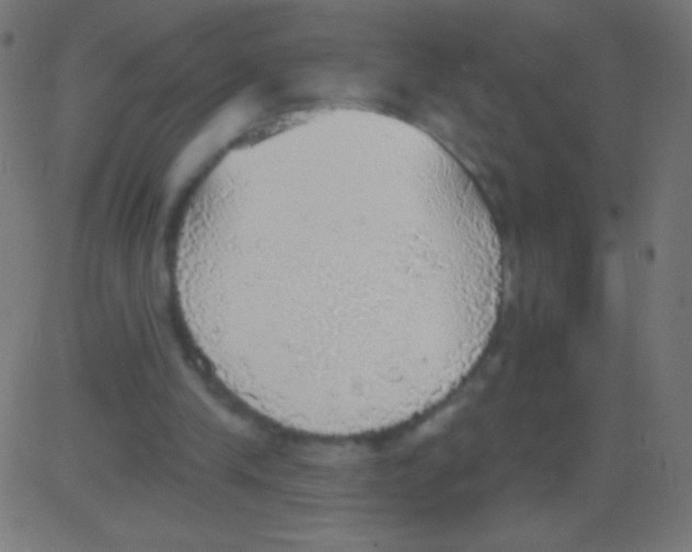 X0000081320245200702020006