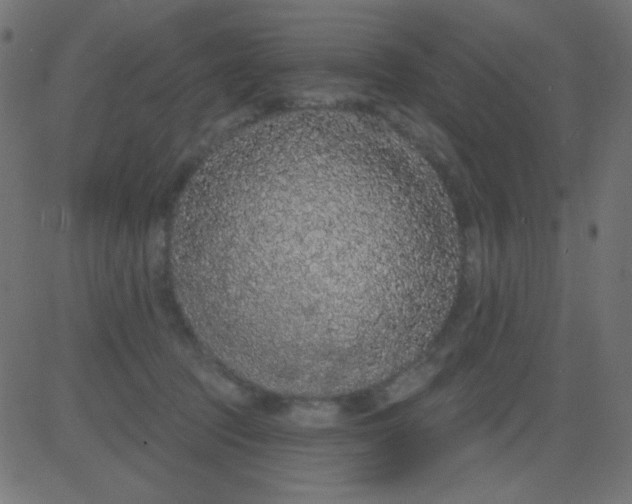 X0000081320369200702020005