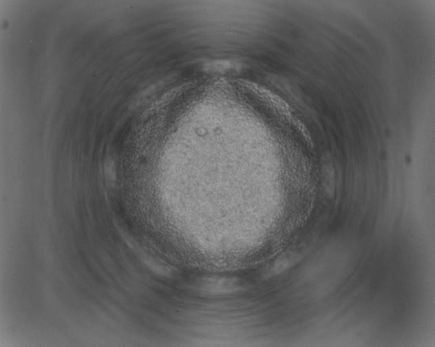X0000081320375200702020005