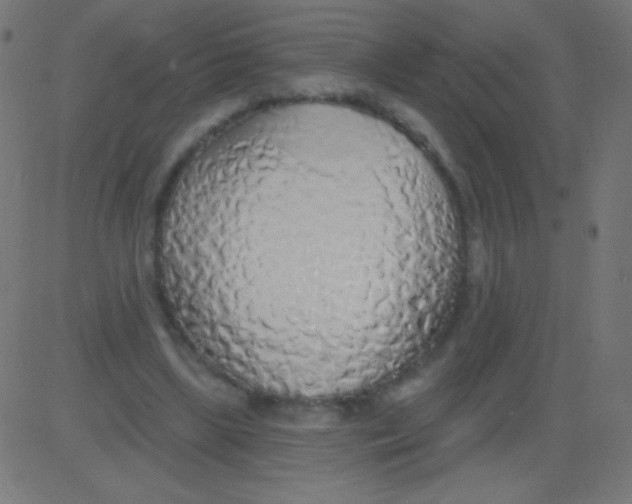 X0000081320443200702020003