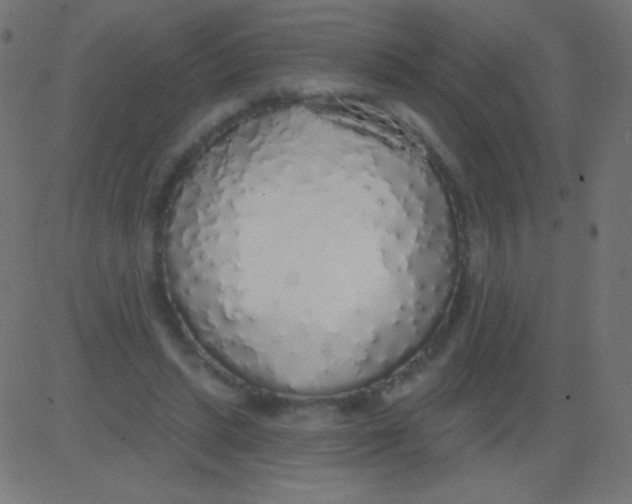 X0000081320447200702020003