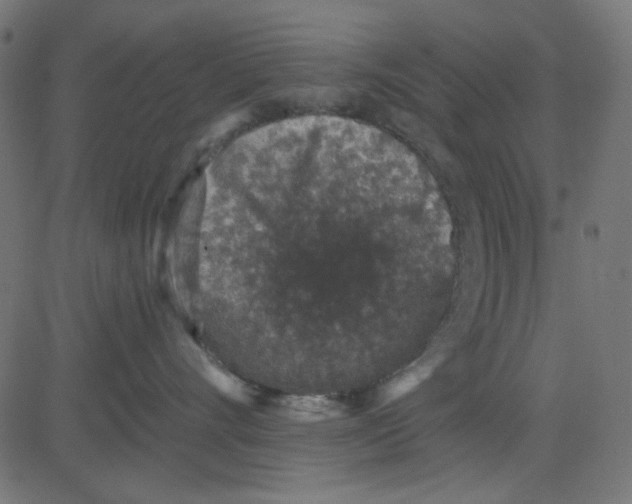 X0000081320528200702020002