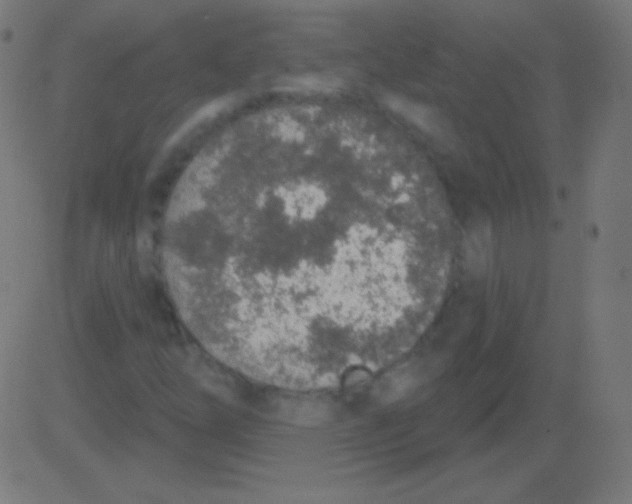X0000081321254200702012350