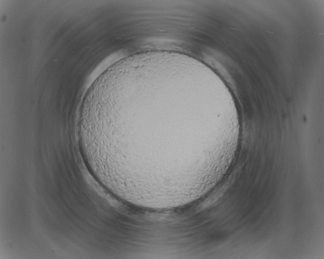 X0000081321386200702012348