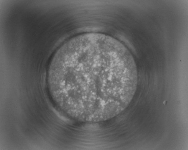 X0000081320110200702082146