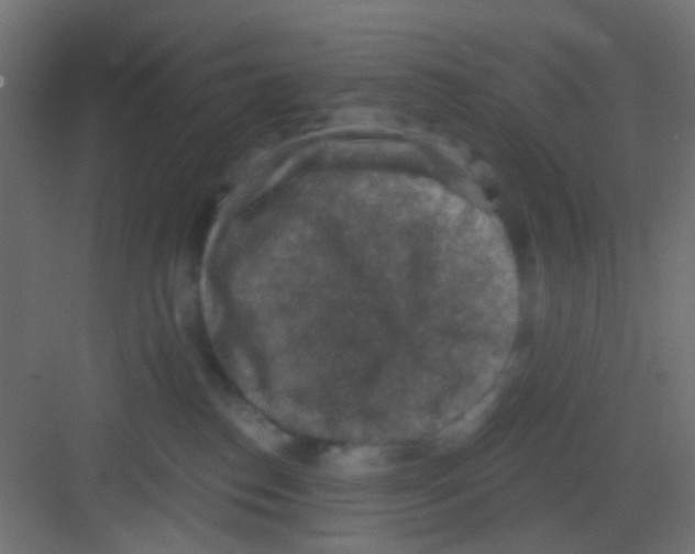 X0000081320186200702082145