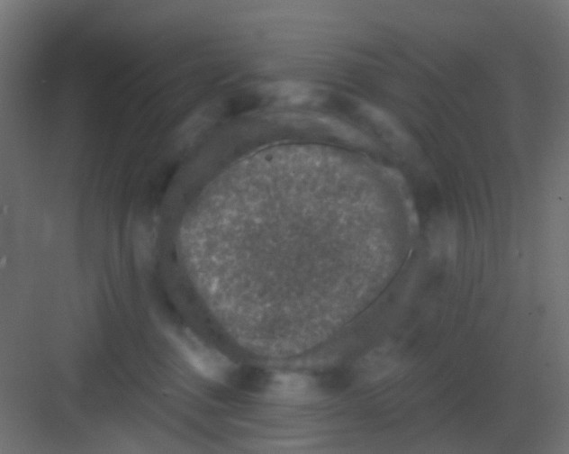 X0000081320376200702082142