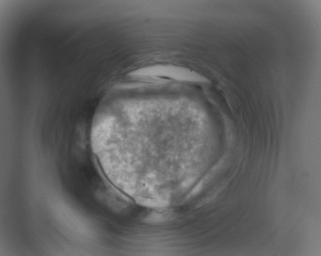 X0000081320720200702082136