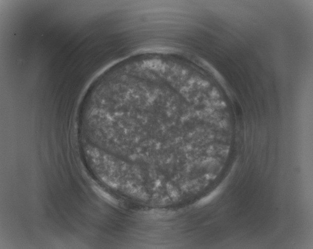 X0000081320779200702082135