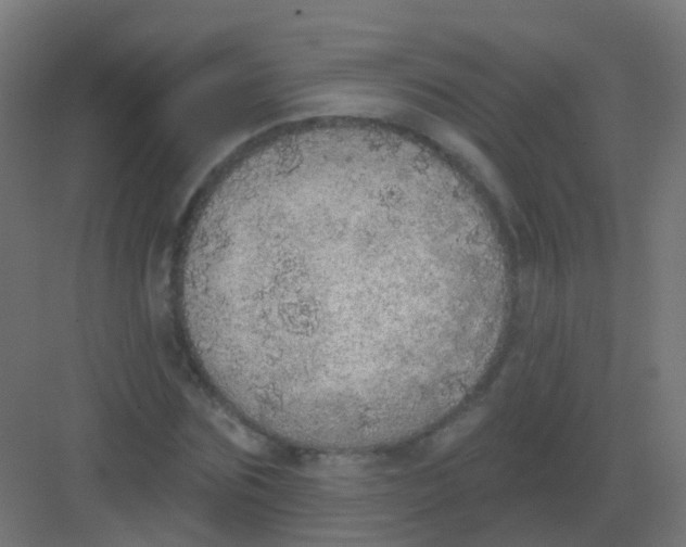 X0000081320875200702082133