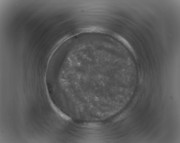 X0000081320946200702082132