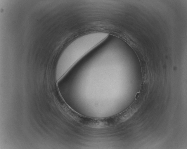 X0000081330646200701111004