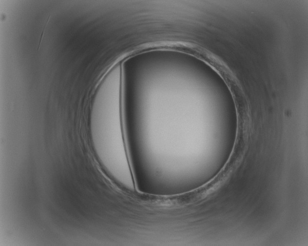 X0000081331177200701110955
