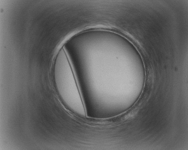 X0000081331367200701110952
