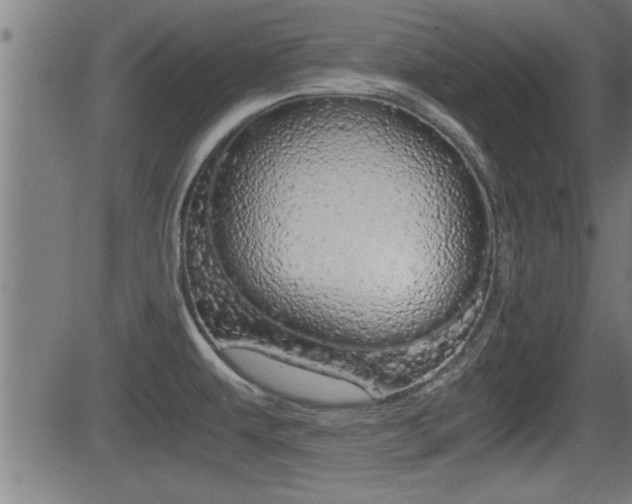 X0000081331479200701110950