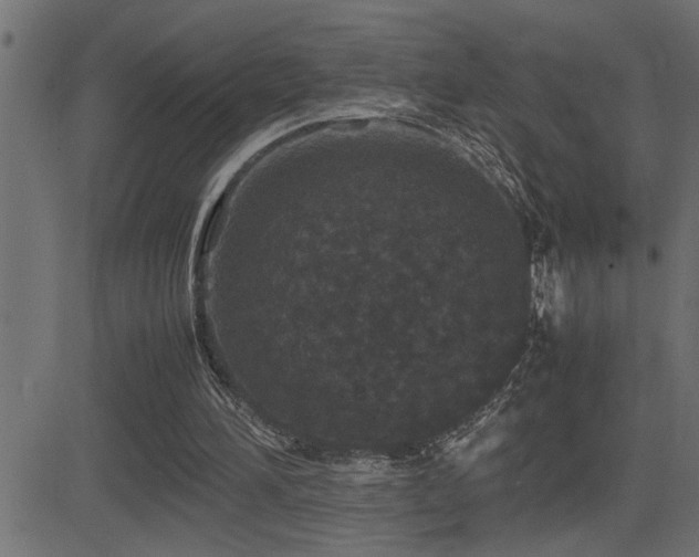X0000081330196200701111407