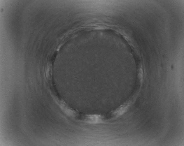 X0000081330233200701111407