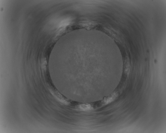 X0000081330279200701111406