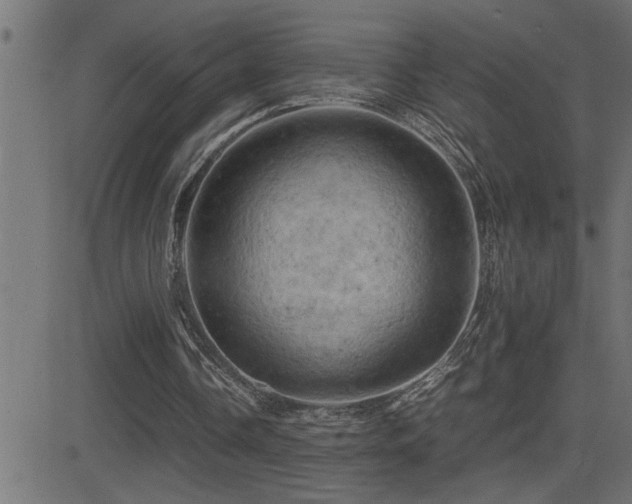 X0000081330338200701111404