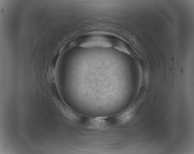 X0000081330429200701111403