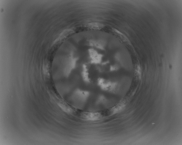 X0000081330663200701111400