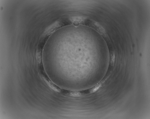 X0000081330666200701111400