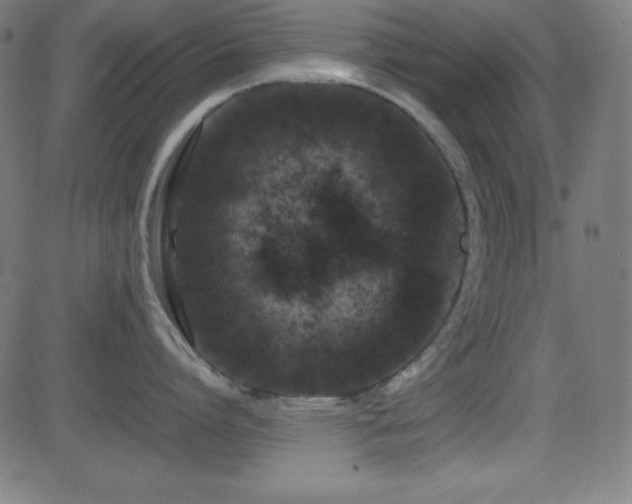 X0000081330864200701111357