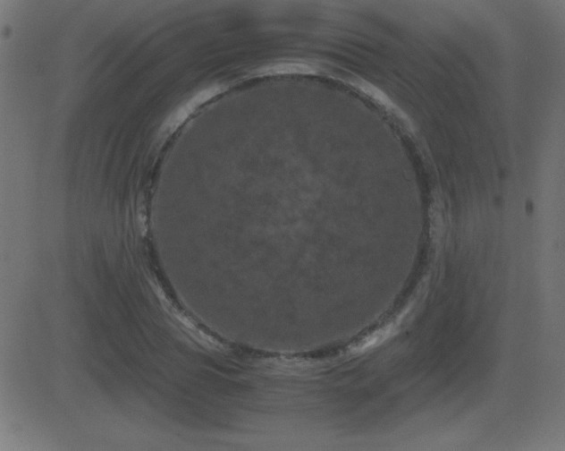 X0000081330929200701111355