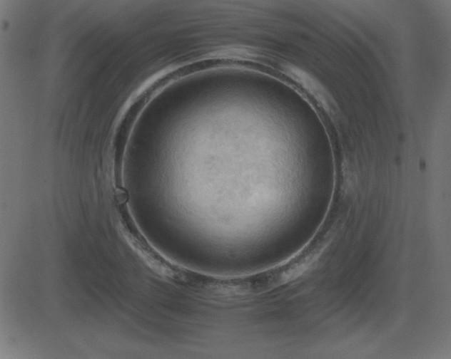 X0000081330931200701111355