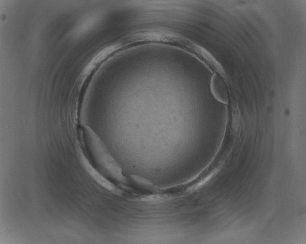X0000081330938200701111355