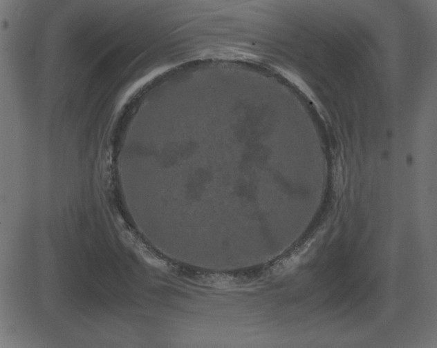 X0000081330971200701111354