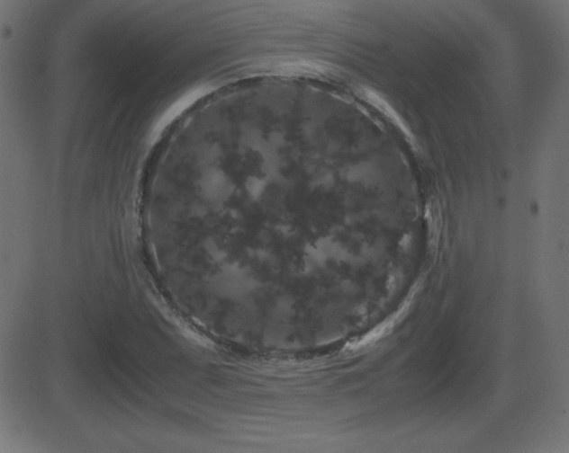 X0000081331071200701111353