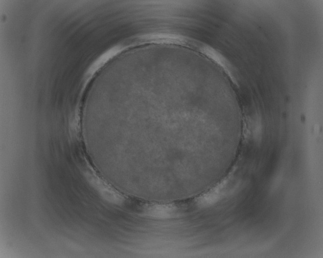 X0000081331074200701111353