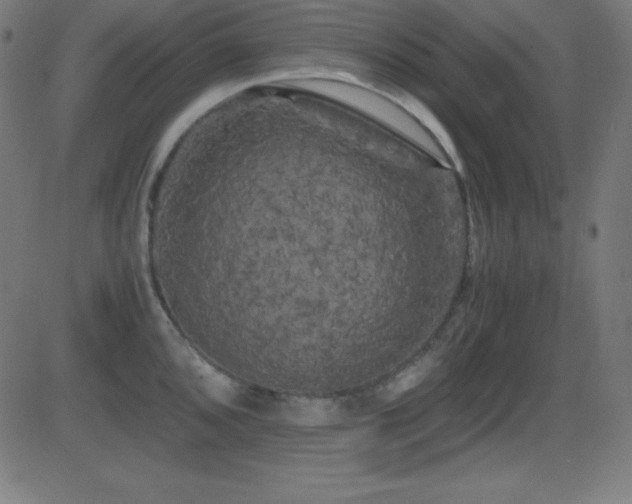 X0000081331096200701111352