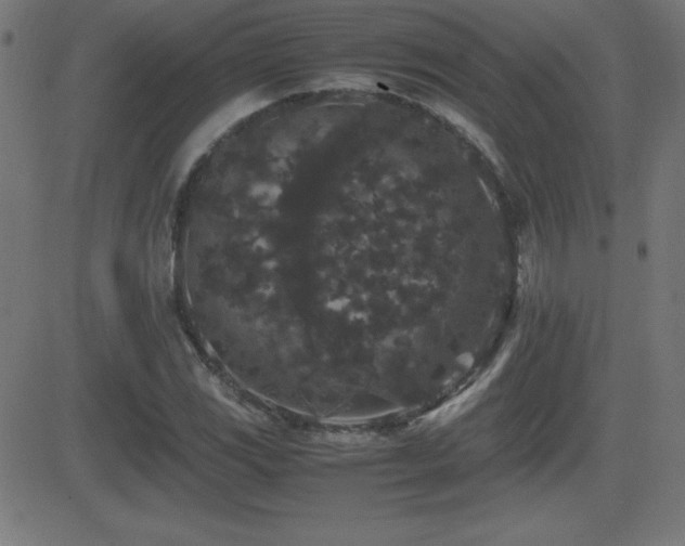 X0000081331117200701111352