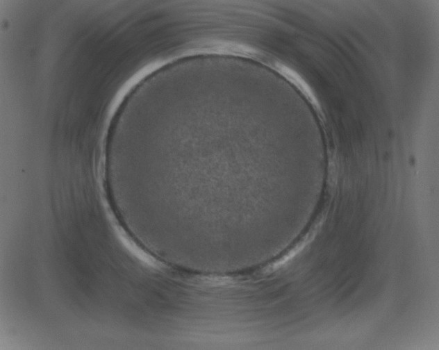 X0000081331136200701111352