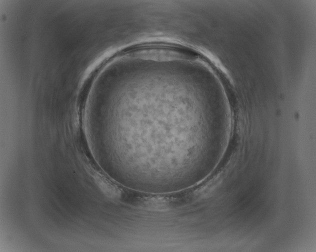 X0000081331167200701111351