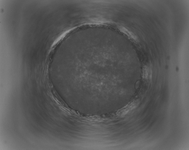 X0000081331208200701111350