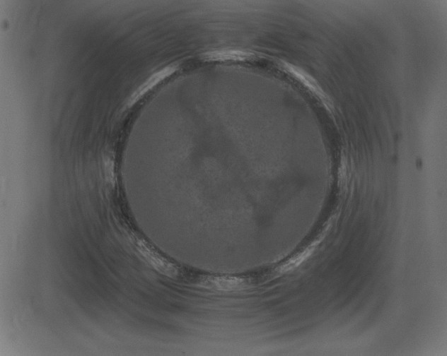 X0000081331209200701111350