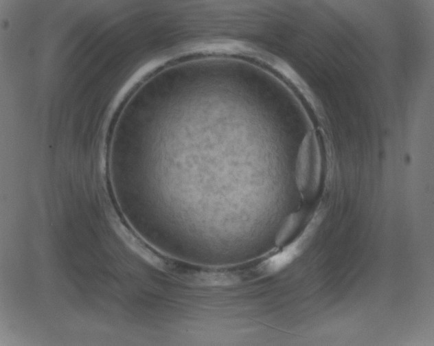 X0000081331232200701111350