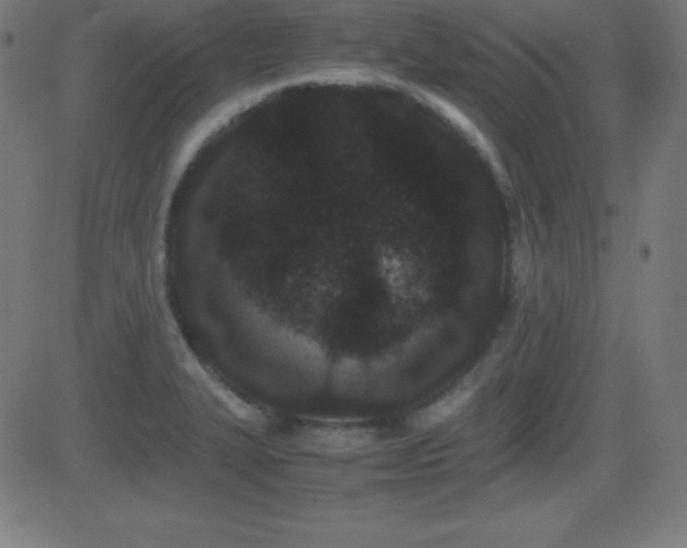 X0000081331327200701111349