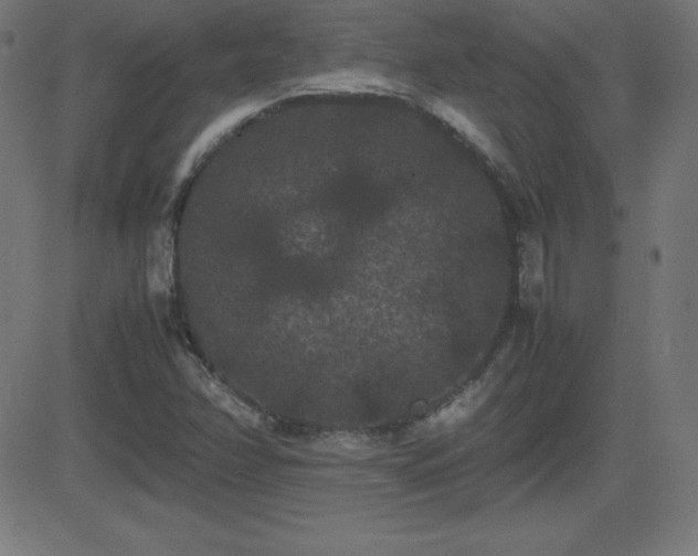 X0000081331358200701111348