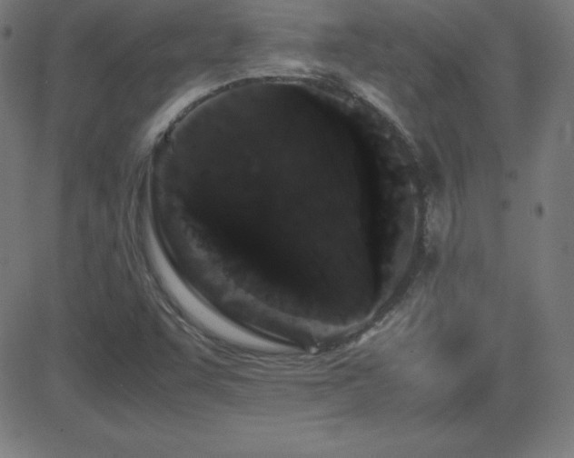X0000081331455200701111347