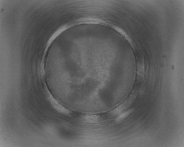 X0000081331466200701111346