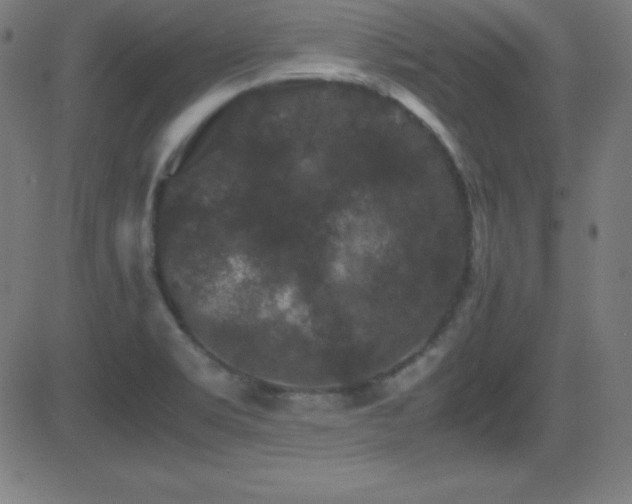 X0000081331469200701111346