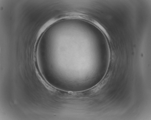 X0000081331485200701111346
