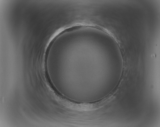 X0000081330008200701182006