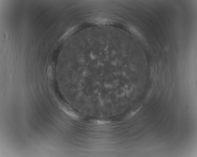X0000081330165200701182003