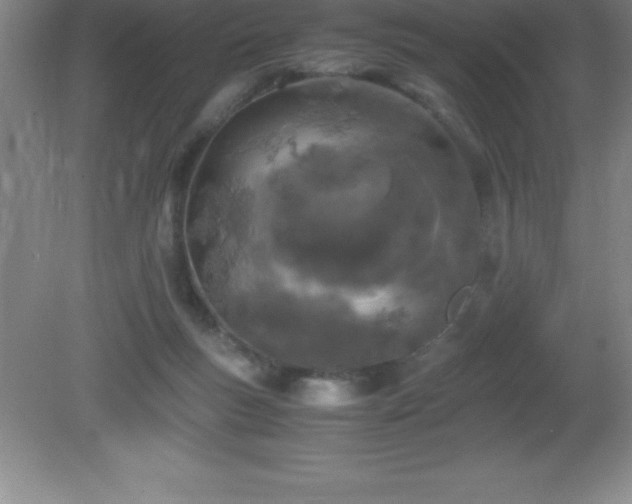 X0000081330167200701182004