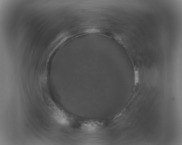 X0000081330243200701182002
